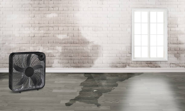 Best Water damage cleanup near me  in Steiner Ranch, TX